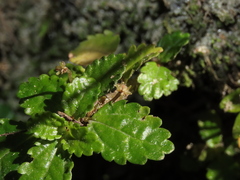 Pilea elliptica