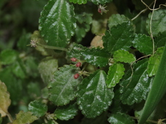 Pilea elliptica