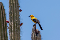 Icterus nigrogularis