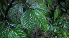 Elatostema rivulare