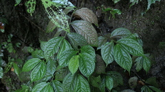 Elatostema rivulare