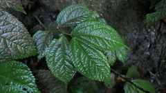 Elatostema rivulare