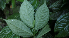 Elatostema rivulare