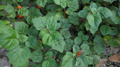 Solanum capsicoides