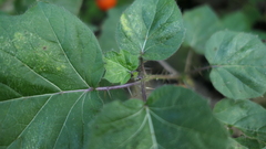 Solanum capsicoides