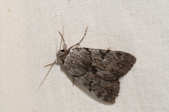 Catocala sordida