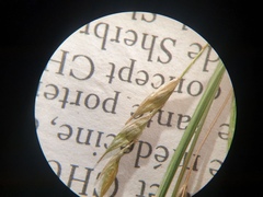 Carex debilis debilis