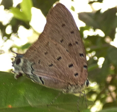 Pseudolycaena marsyas