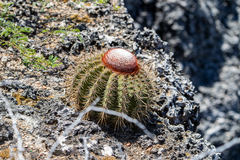 Melocactus macracanthos