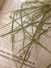 Carex debilis debilis