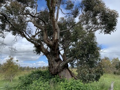 Eucalyptus ovata