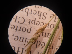 Carex debilis debilis