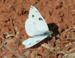 Pontia protodice
