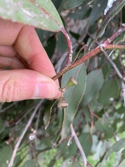 Eucalyptus ovata