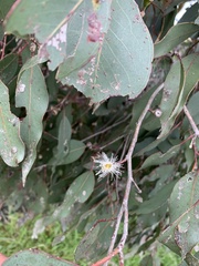 Eucalyptus ovata