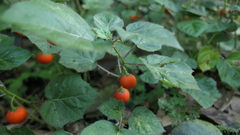 Solanum capsicoides