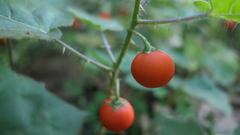 Solanum capsicoides