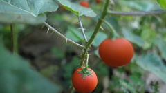 Solanum capsicoides