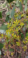 Eucalyptus obliqua