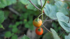 Solanum capsicoides