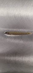 Ammocrypta vivax