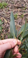 Eucalyptus obliqua