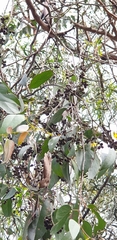 Eucalyptus obliqua