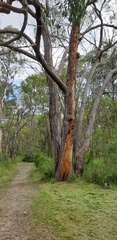Eucalyptus obliqua