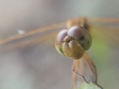 Neurothemis intermedia
