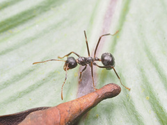 Dolichoderus crawleyi
