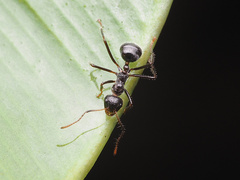 Dolichoderus crawleyi