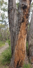 Eucalyptus obliqua