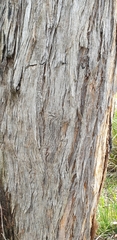 Eucalyptus obliqua