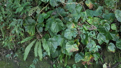 Begonia chitoensis