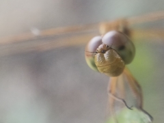 Neurothemis intermedia