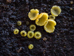 Pezizellaceae