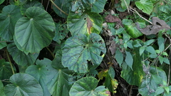 Begonia chitoensis