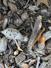 Callirhytis quercussuttoni