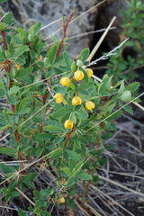 Berberis sibirica