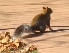 Sciurus arizonensis