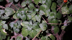 Nanocnide japonica
