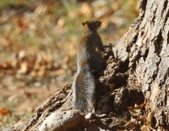 Sciurus arizonensis