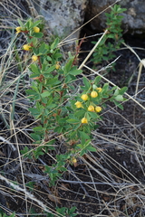 Berberis sibirica