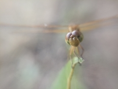 Neurothemis intermedia