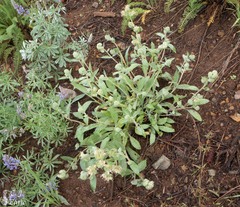 Phacelia hastata