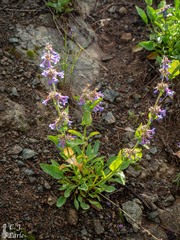 Penstemon pruinosus