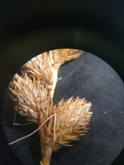 Carex alata