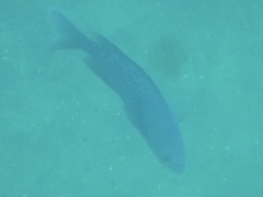 Chromis punctipinnis