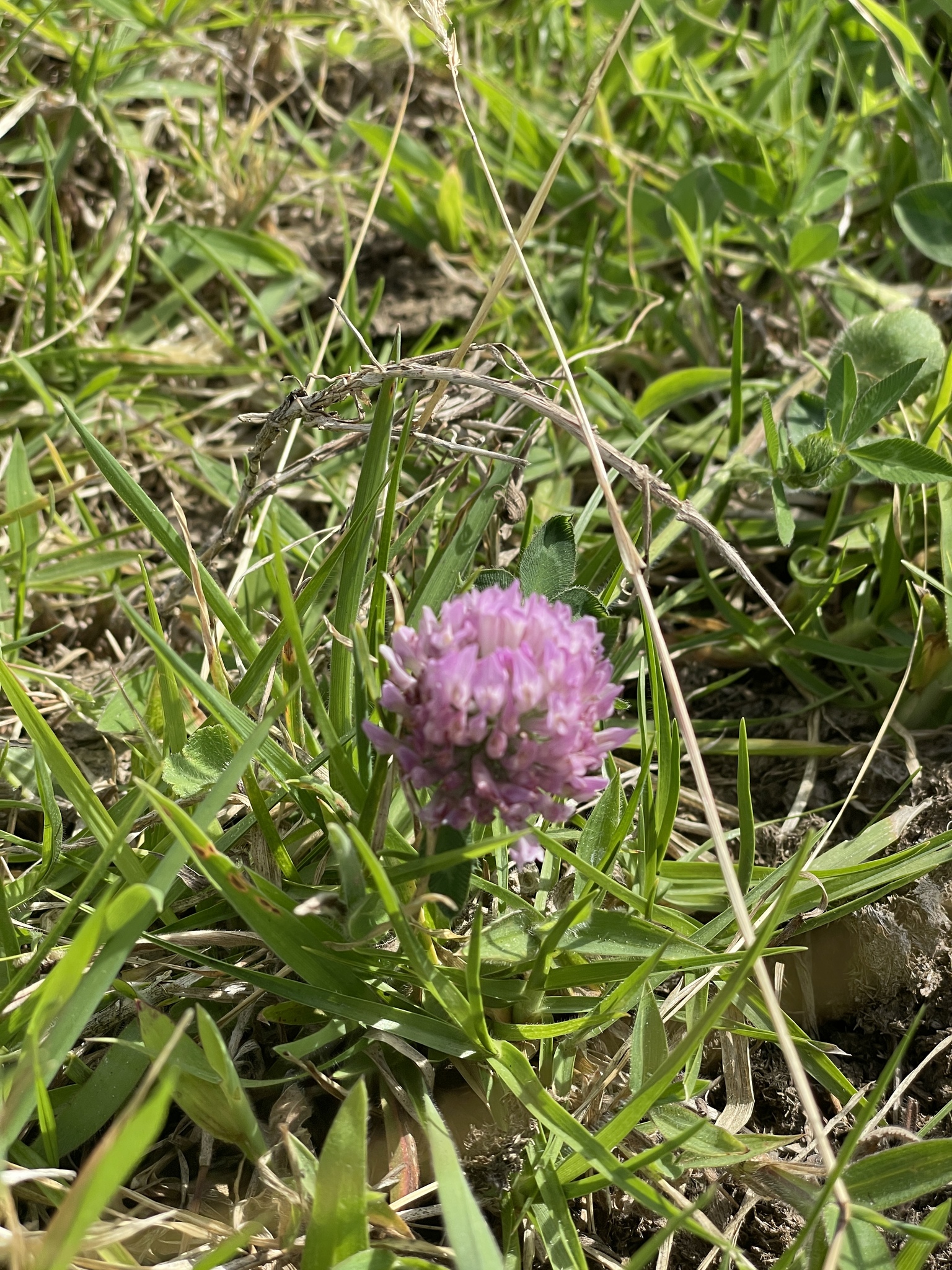 Trifolium image