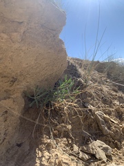 Hesperidanthus argillaceus